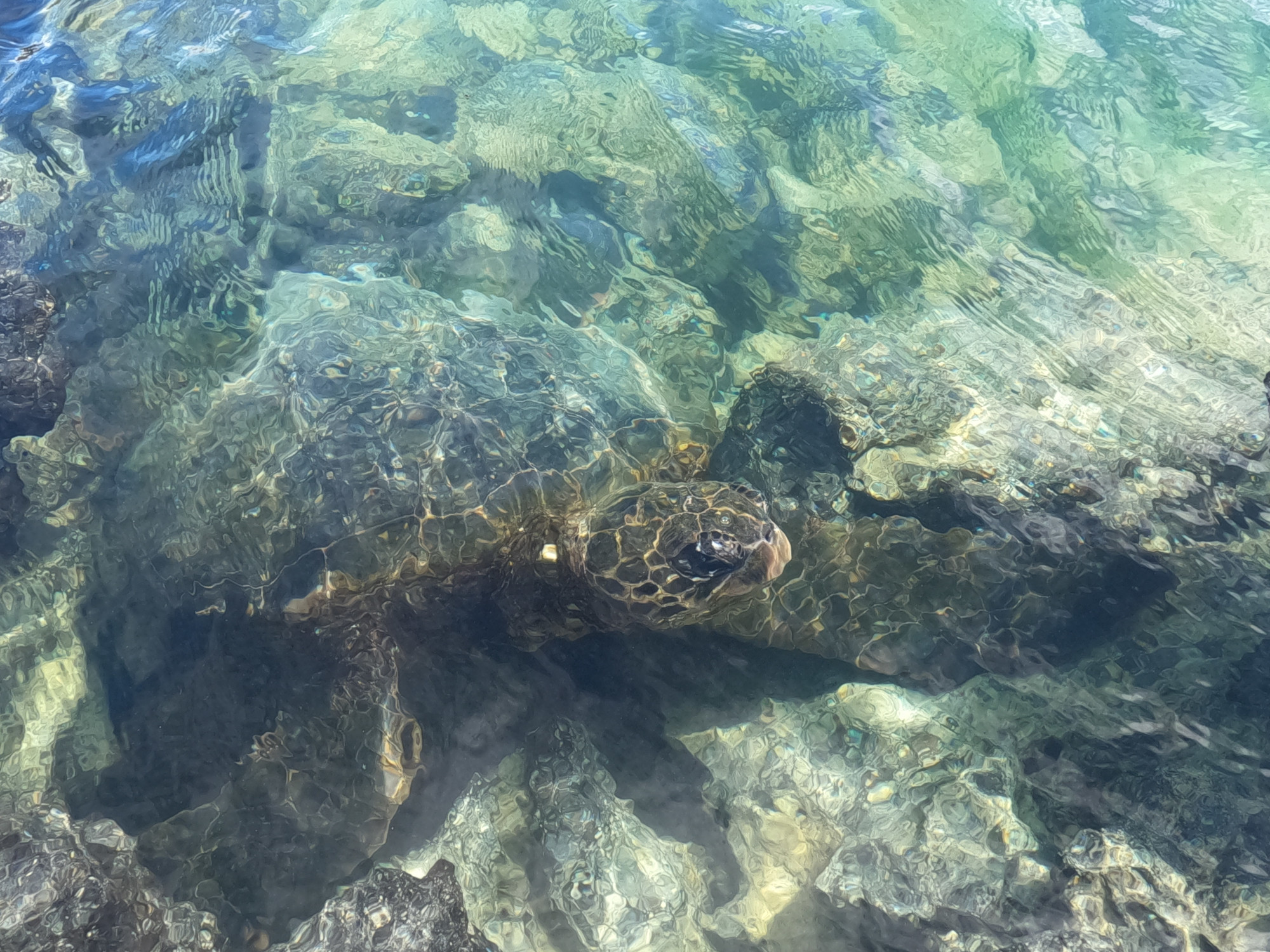Turtle in inlet