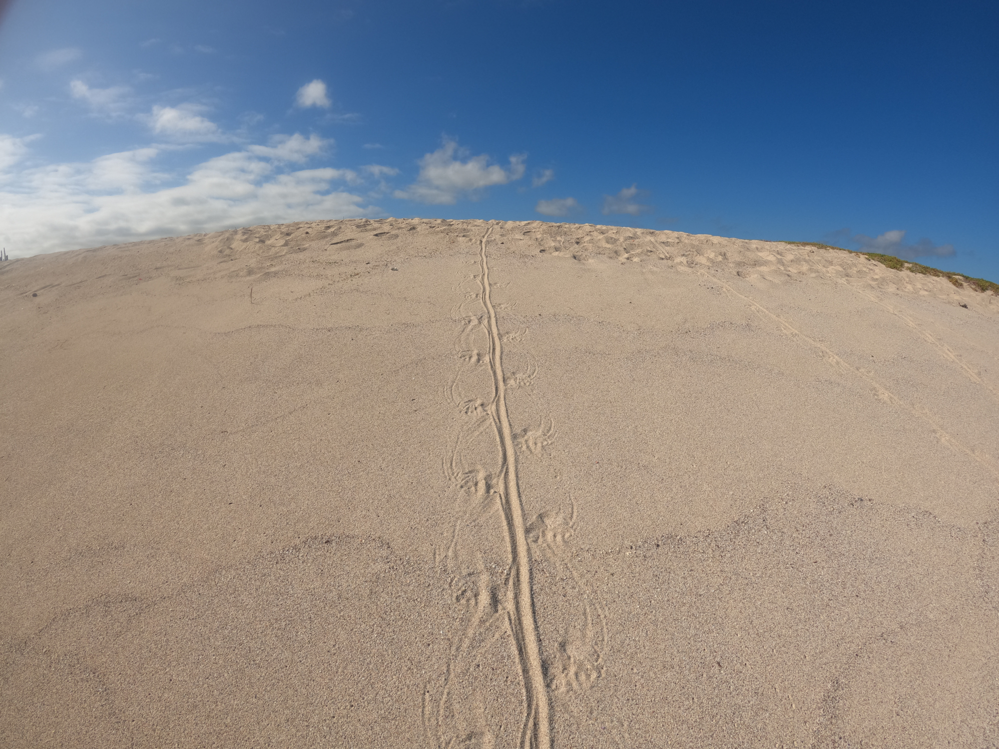 Iguana tracks