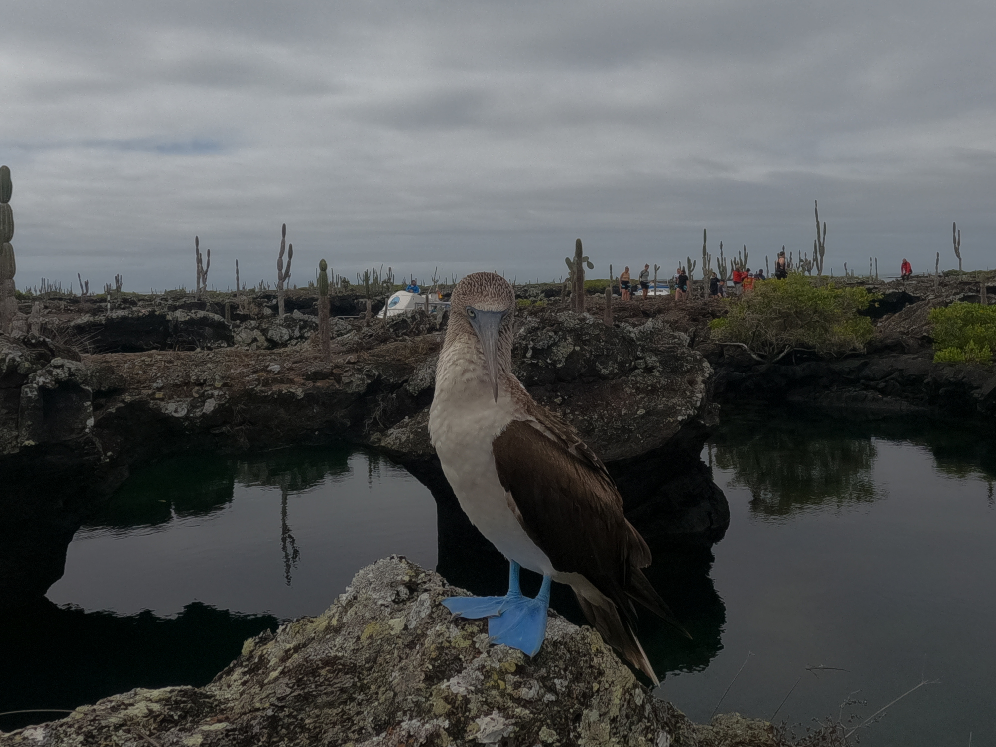 Blue-footed booby