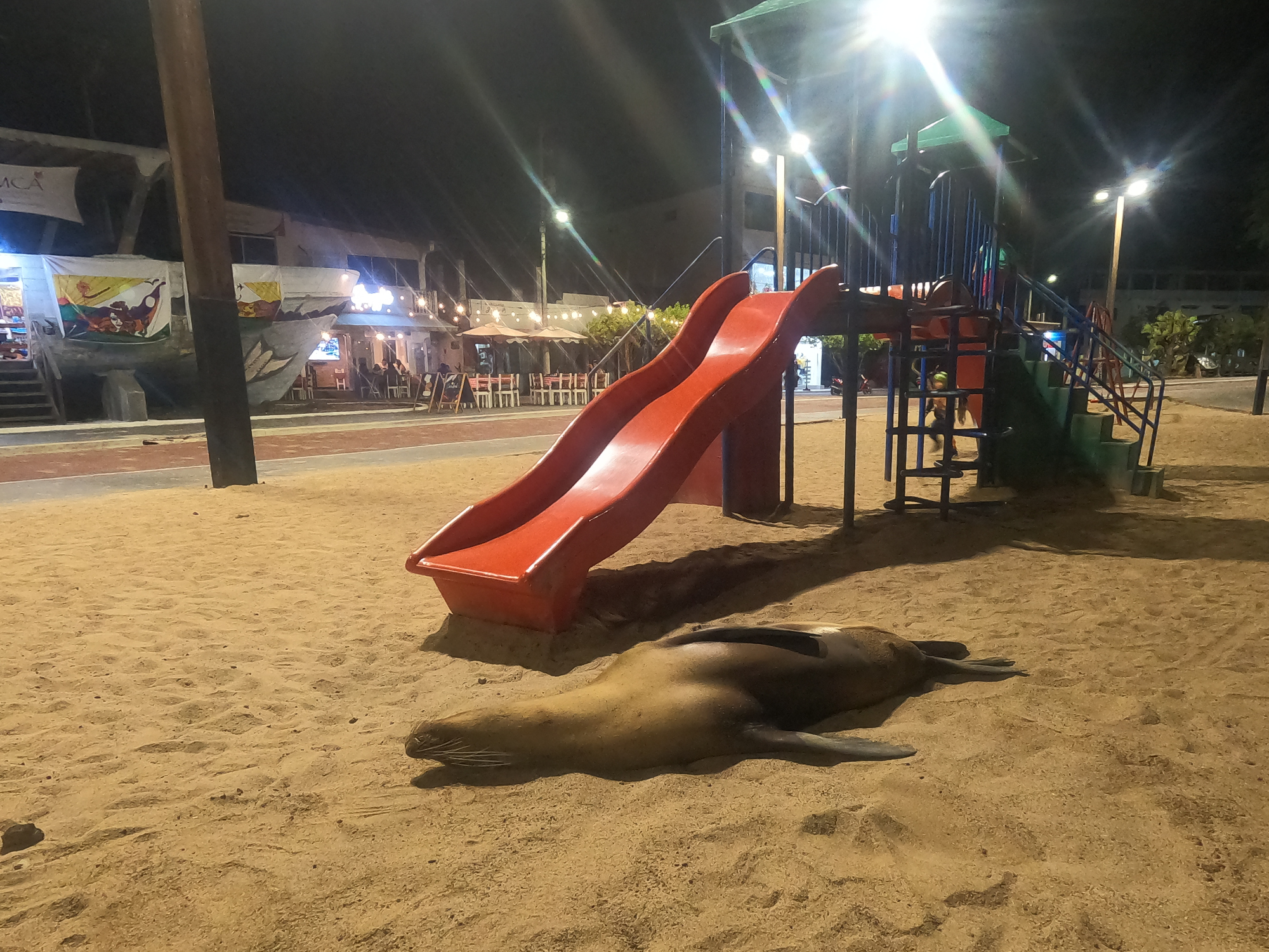 San Cristobal wildlife