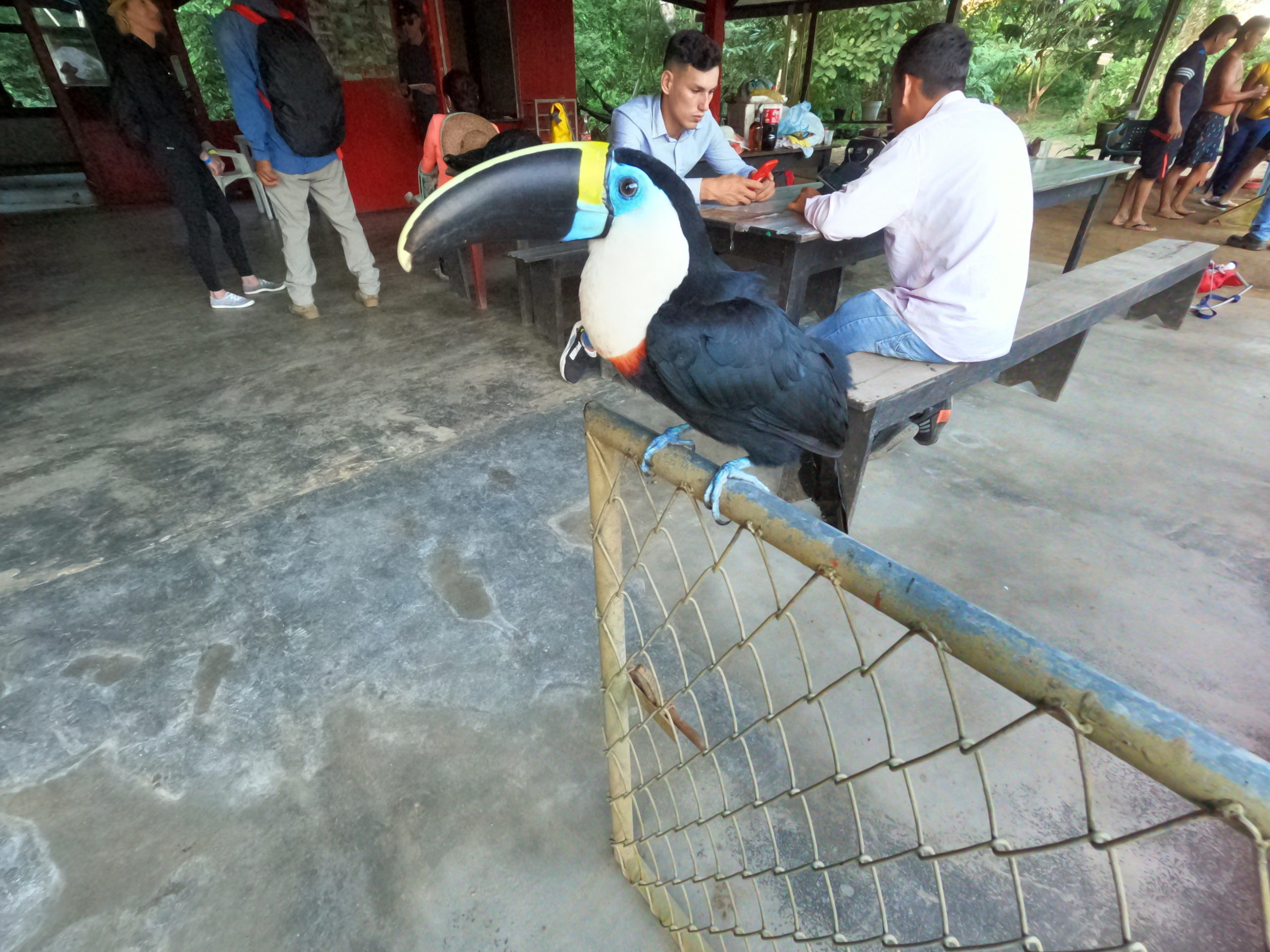 a too-friendly toocan