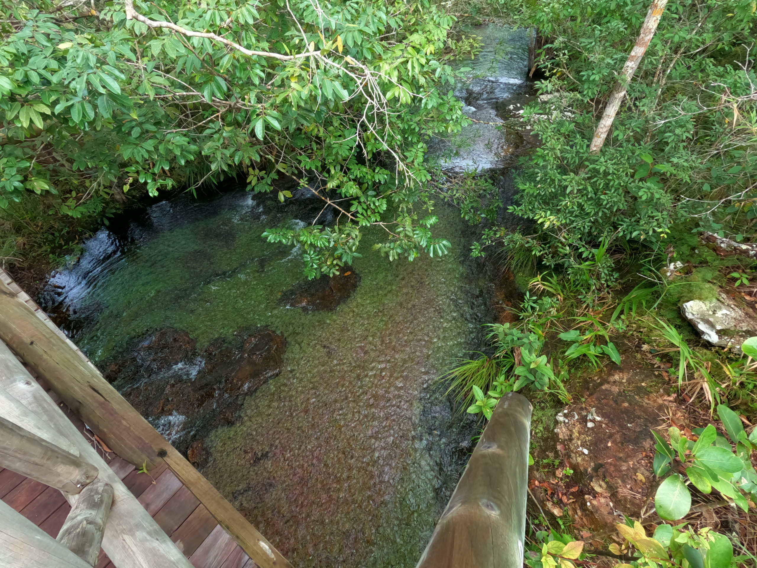 the plant is green in shady areas