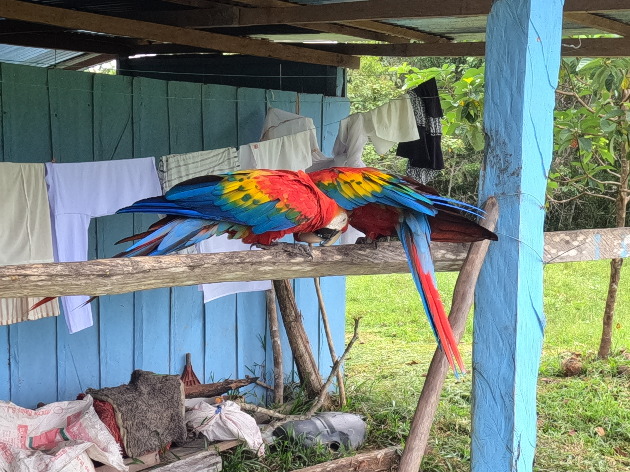 Flag Macaws